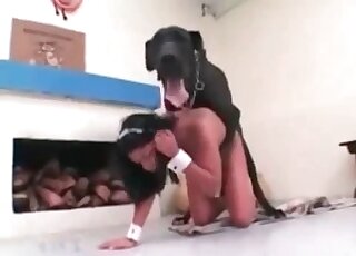 Glamour maid sucks a huge dog’s cock after enjoying zoo fucking