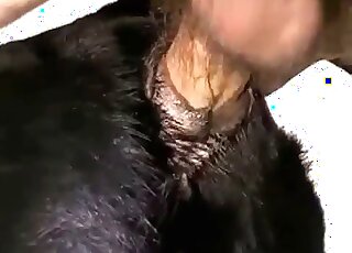 Closeup porn video of a zoophile dude fucking animal without limits