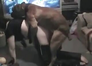 Dog brings tons of sexual pleasure to a mature slut fucks her asshole