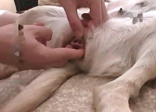 Crazy guy makes his dog enjoy his dick and fucks the animal insanely