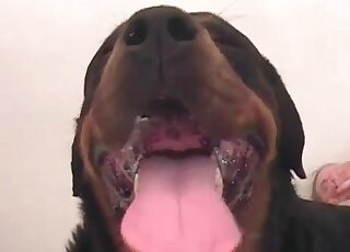 Relaxed zoophile male teases cock of a canine and enjoys the hot action