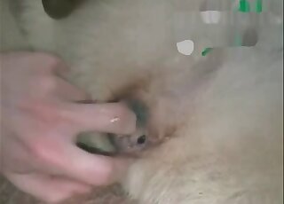 Curious zoophile dude explores his dog’s hole and fucks it slowly