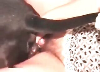 Wild mature slut gets her hairy twat impaled on canine’s dick