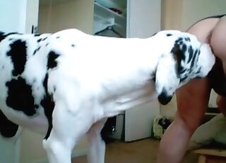 Horny dalmatian dog gives a severe fuck to an oversexed mature