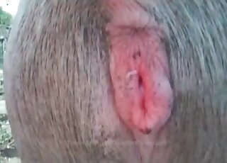 Horny pervert fucks a big animal and creampies it pink hole