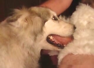Brave dude fucks toothy mouth of his dog without hesitation