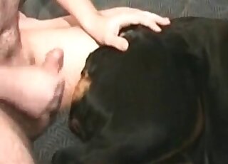 Zoophile pervert spoils his dog by stuffing his hairy cock deep