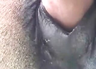 Closeup zoo porn video of a huge man’s cock fucking animal’s hole