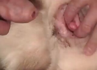Animal sex loving dude inserts his dick in dog’s pussy for a hot fuck