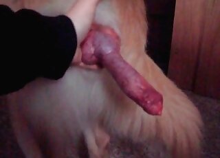Fat mature bitch wants to have her dog’s cock in her hairy twat