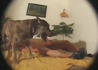 Kinky dude makes out with his dog while laying down on the bed