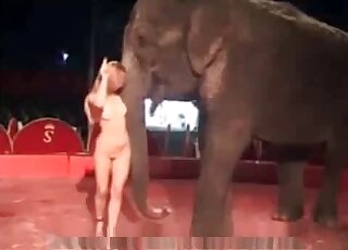 Naked chick is trying to seduce an elephant for some kinky action
