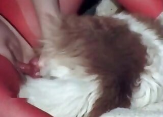 Fluffy dog offers its hard pecker for that horny bitch to ride on it