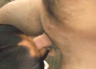 Homemade zoo porn video of a dude giving a rough fuck to a dog