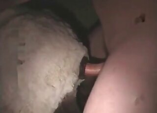 Crazy fellow fucks a sheep in order to achieve orgasmic experience