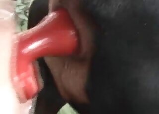 Horny dude fucks his dog with a big red dildo in a zoo porn scene
