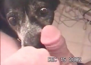 Dog enjoys licking penis of a naked guy and does it pretty well
