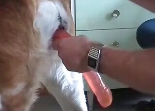 Zoophile guy jerks off pink cock of his dog in a XXX zoo sex video