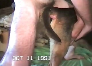 Female dog gets screwed insanely by a horny pervert in a hot action