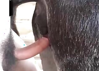 Animal sex loving guy gives a fuck to a horse and creampies its hole