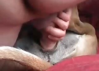 Animal sex addicted fellow gives a severe fuck to his pet dog