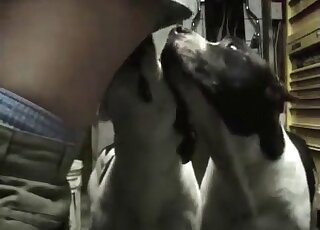 Shameless whoe creams her ass and gets it licked by horny dogs