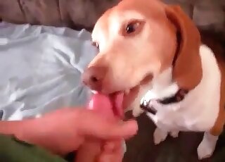 Filthy zoophile dude fills mouth of his dog with his throbbing penis