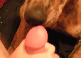 Dog gives a great blowjob to a horny man in a crazy zoophilia scene