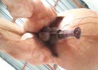 Horny pervert takes a video of a horse’s dick getting erected