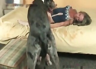 Aged slut in stockings spreads legs to be licked by a big dog