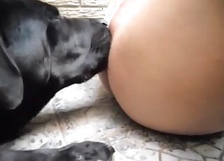 Big black canine delivers tons of oral pleasure to a crazy wanker