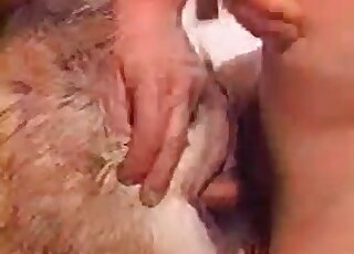 Dude bangs his animal without limits to satisfy his crazy desires