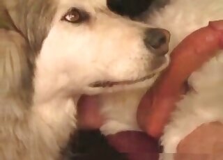 Horny zoophile fucks mouth of his dog and gets cock sucked