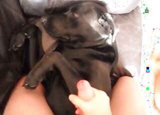Weird guy jerks off and lets his black dog eat all drops of jizz