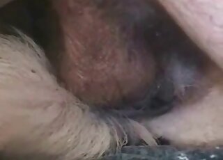 Dirty fucker screws his dog in a wild bestiality porno video