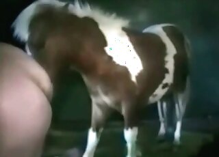 Horses loving pervert gets screwed by a stallion in a wild zoo scene