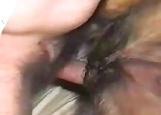 Raunchy zoophile guy inserts his hairy penis in his dog’s juicy pussy