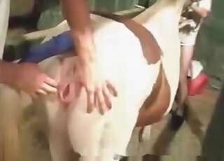 Dirty-minded guy finds a pony’s pussy really perfect for zoo fucking