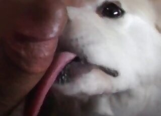 Nice dog licks balls and penis of a zoophile guy in amazing closeup vid