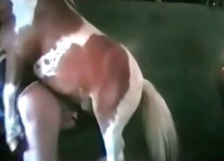 Nasty dude is eager to get fucked in the ass by a horny stallion