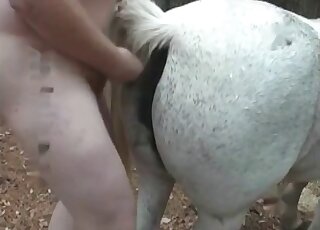 Fat zoophile dude licks to the horse and jerks off his throbbing dong