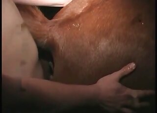 Zoophile dude cannot get enough of fucking a horse in a zoo sex action