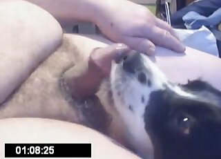 Webcam boy lets a dog suck his cock during latest zoo broadcast