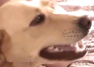 Sexy dog showing its slutty side in a hot video with zoo foreplay