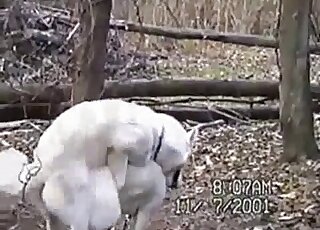 Two white dogs fucking outdoors in a terrific voyeur zoo porn vid