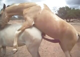 Sexy brown animal fucks a white mare in an animal-on-animal porno