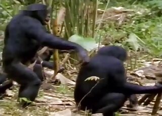 Passionate porn scene showing black apes that fuck with passion