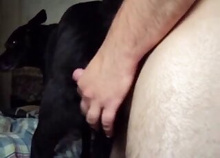Pasty zoophile stud fucks a black dog from behind to repeated orgasms