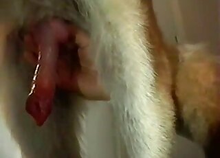 Closeup handjob scene showing a gorgeous dog cock from free porn