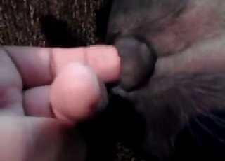 Nasty zoo porno movie with fingering and a very slutty dog too